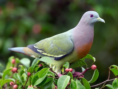 Pink necked Green pigeon